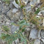 Lactuca virosa Plante entière