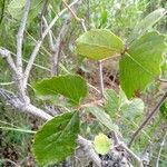 Rhoicissus tridentata Leaf