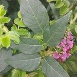 Apios americana Folla