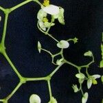 Begonia convallariodora Otro