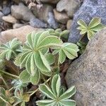 Potentilla nivalis Levél