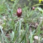 Platycapnos spicata Fiore