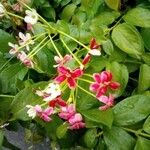Combretum indicum Flor