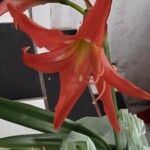 Hippeastrum striatum Blad