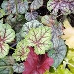 Heuchera americana 葉