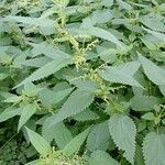 Urtica dioica 整株植物