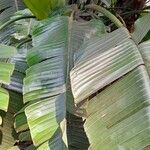 Strelitzia nicolai Blad