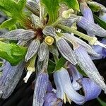 Clematis heracleifolia ᱡᱚ