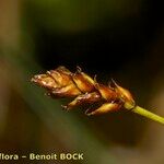 Carex dioica Fruit