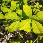 Rauvolfia viridis Leaf