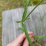 Froelichia gracilis Leaf