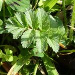 Erodium moschatum Leaf