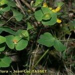 Euphorbia dulcis Flor