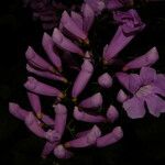 Cydista heterophylla Цвят