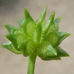 Ranunculus muricatus 果実