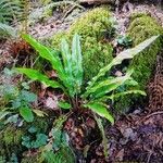 Asplenium scolopendriumFolha