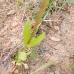 Valerianella coronata Leaf