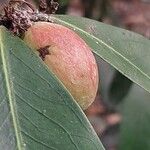 Acokanthera oppositifolia Fruit