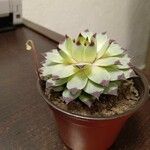 Sempervivum calcareum Blad