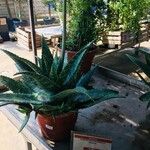 Aloe maculata 葉