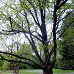 Quercus robur Libunga
