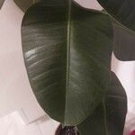 Ficus elastica Folha