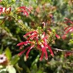 Erica discolor Flor