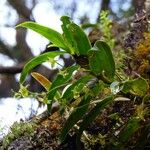 Angraecum obversifolium Hábito