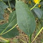 Helianthus maximiliani Leaf