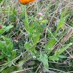 Calendula algeriensis Leaf