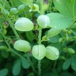 Baptisia australis Frukt