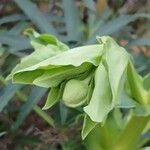 Helleborus foetidus Otro