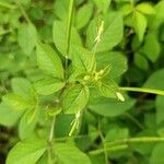 Cleome aculeata Frukto