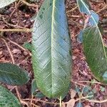 Rhododendron sinogrande Liść