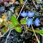 Veronica americana Blomma