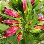 Alstroemeria psittacina 葉