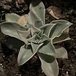 Dudleya pulverulenta Leaf