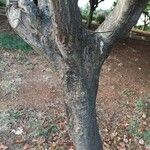 Erythrina humeana Bark