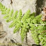 Dryopteris pallida आदत