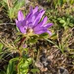 Campanula glomerata Flor