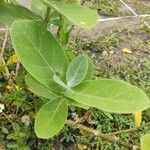 Calotropis gigantea葉