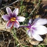 Crocus cartwrightianus