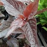 Lysimachia ciliata Blad