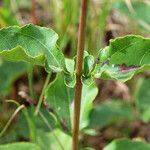 Helianthus silphioides Habitus