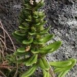 Lysimachia mauritiana Leaf