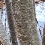 Alnus serrulata Corteza