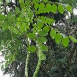 Adenanthera pavonina Плод