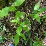 Staphylea trifolia Leaf