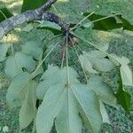 Sterculia apetala Leaf