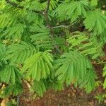 Albizia lebbeck Blad